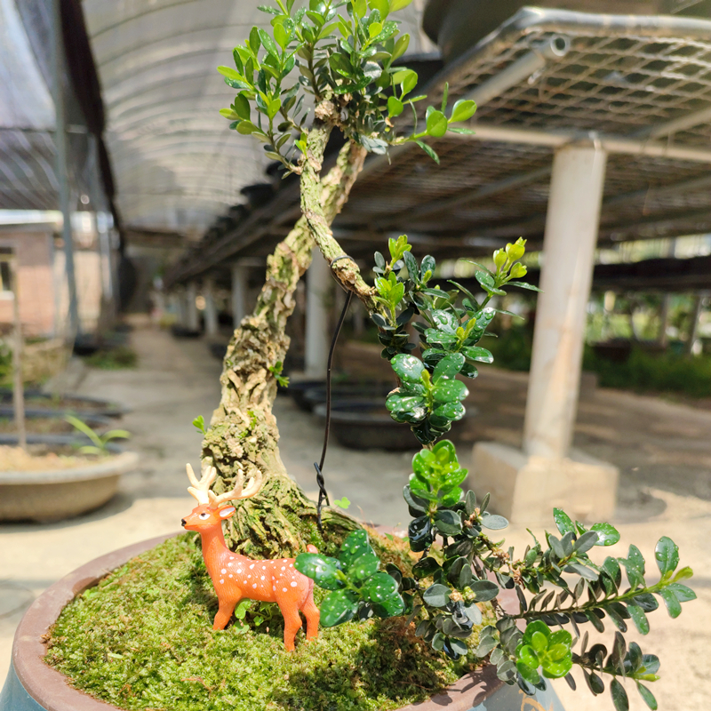 【创意园艺】直播间素材200米专用（一物一拍未关注的宝宝们慎拍