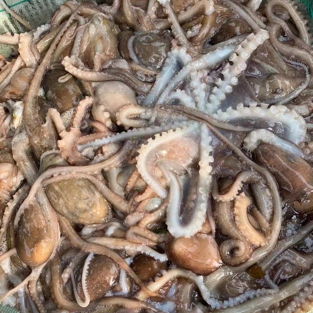 连云港发货   鲜活急冻八爪鱼美味产品