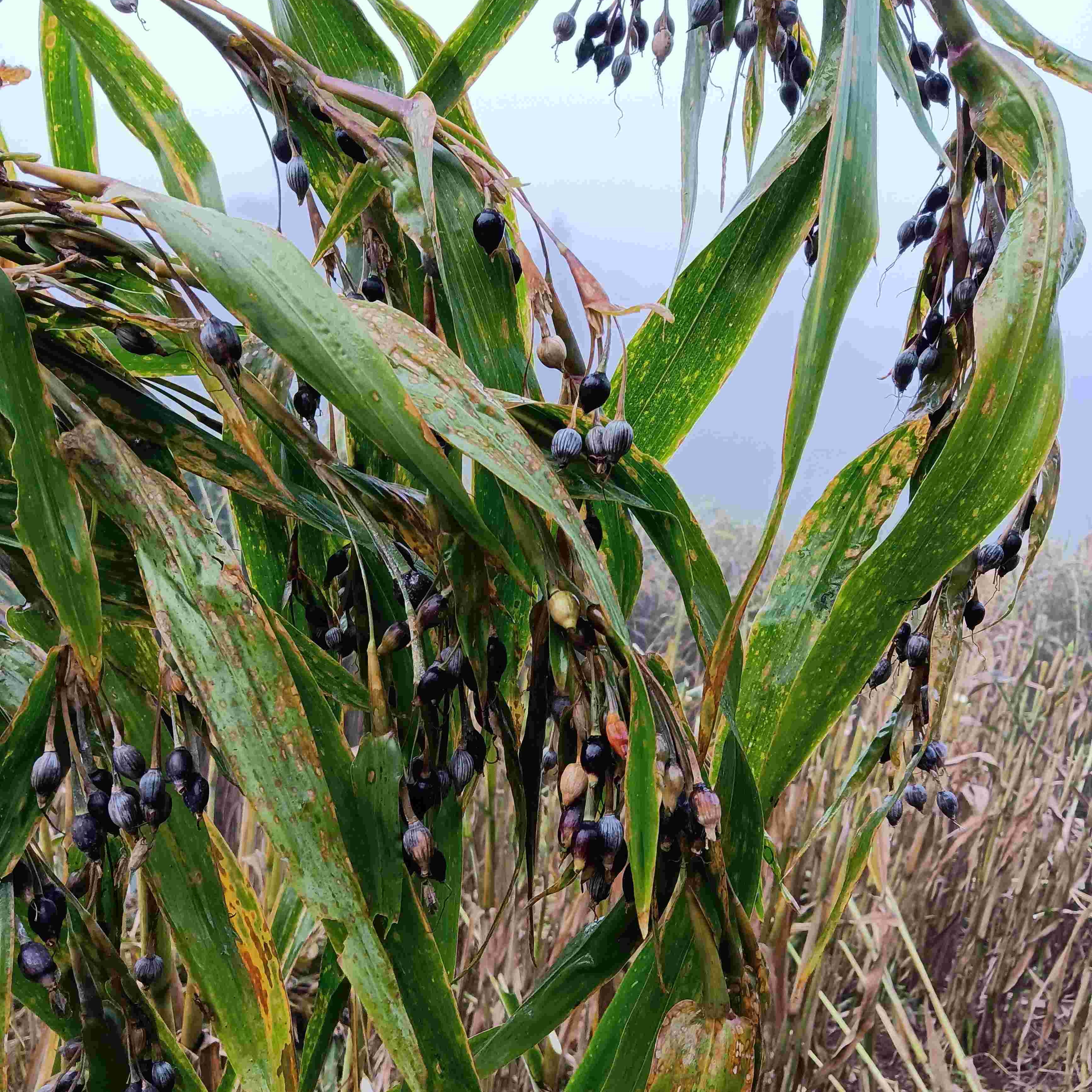 云南特产老品种香糯薏仁米熬粥每袋500克2袋包邮