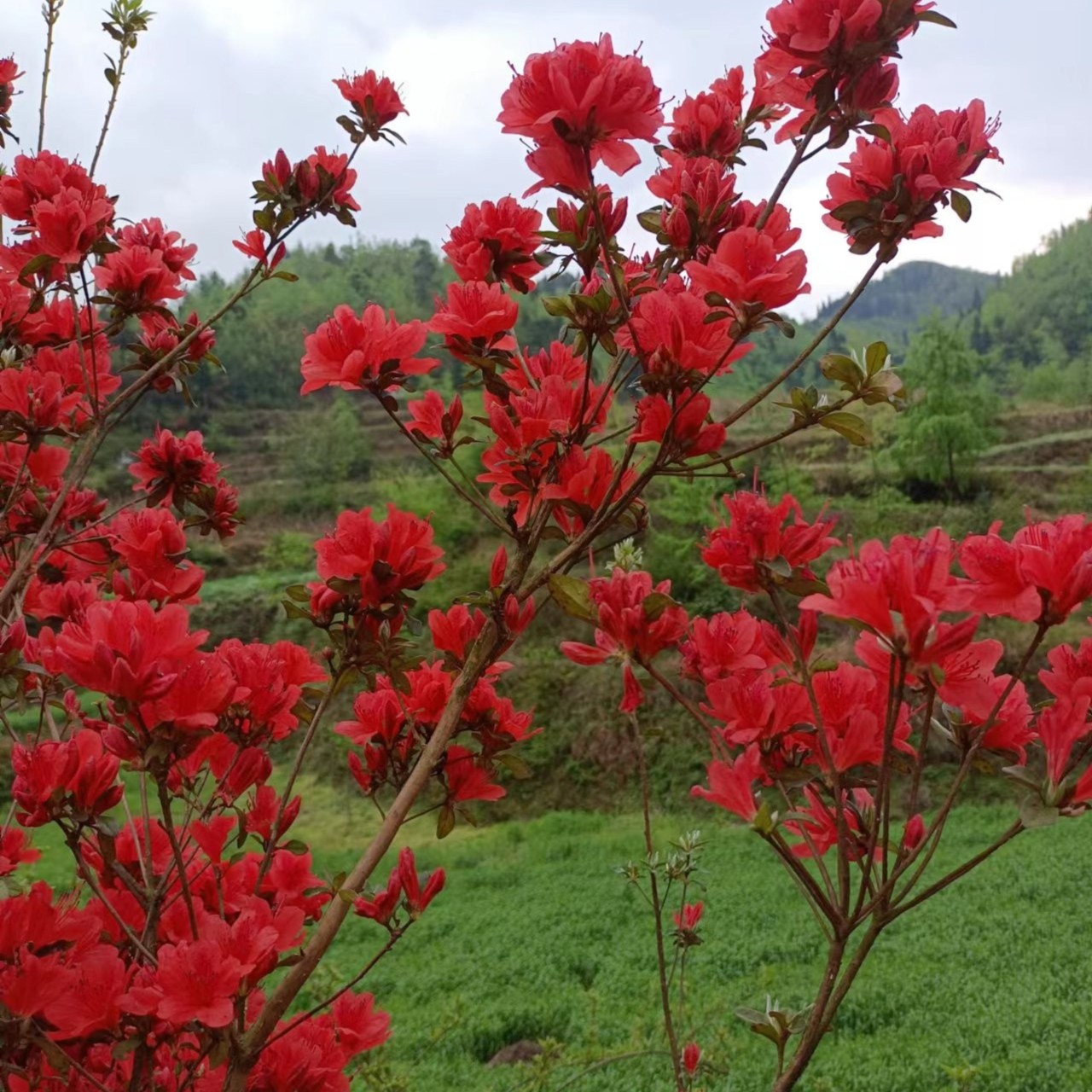映山红.  红梅  .铁马鞭  . 黄杨  盆景