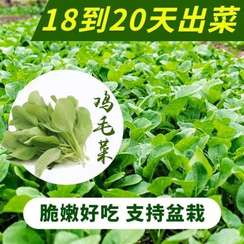 鸡毛菜菜籽种孑上海青快菜五月慢青梗菜盆栽速生小白四季蔬菜种子