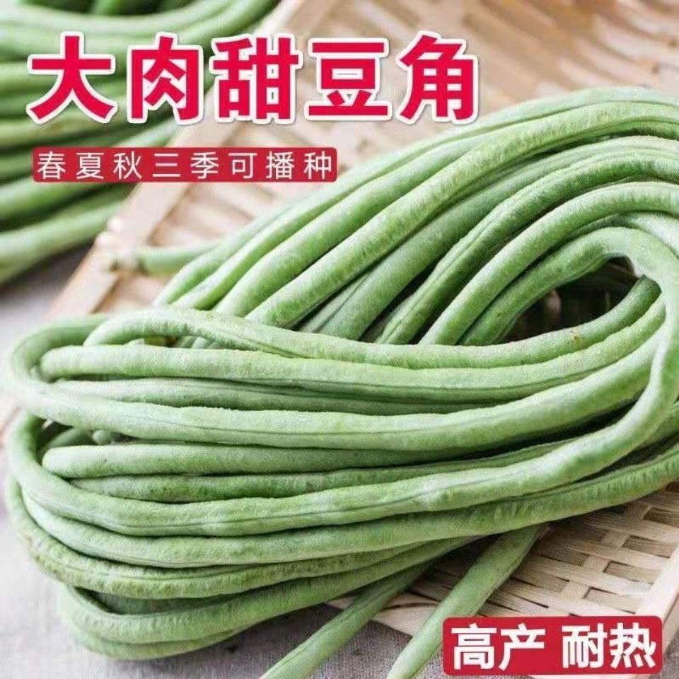 豆角种子青白大肉甜豆角种子长豆角高产抗热品种四季播蔬菜种子