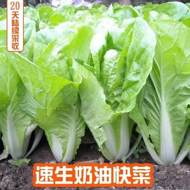 四季速生奶油小白菜种子阳台盆栽庭院种菜籽种易种蔬菜籽蔬菜种子