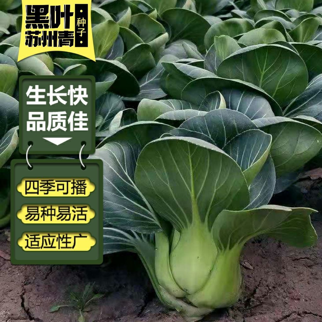 黑叶苏州青种子 矮脚黑叶小青菜籽 庭院阳台盆栽菜园四季蔬菜种孑