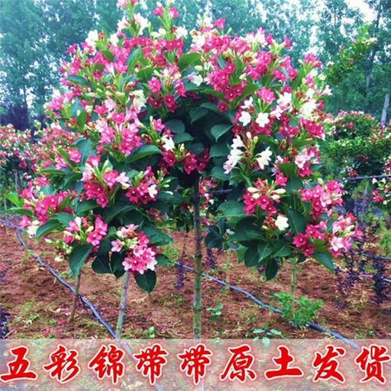 五彩锦带花树苗高杆锦带树苗别墅庭院耐寒大型风景盆栽红王子带土