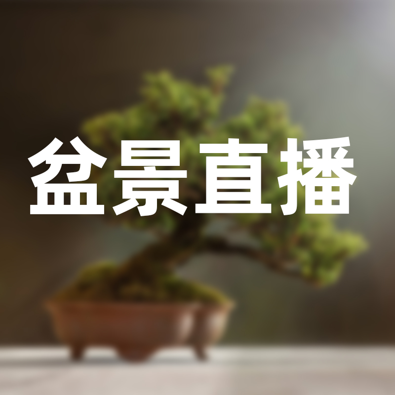 隆驰盆景 品种齐全 造型美观