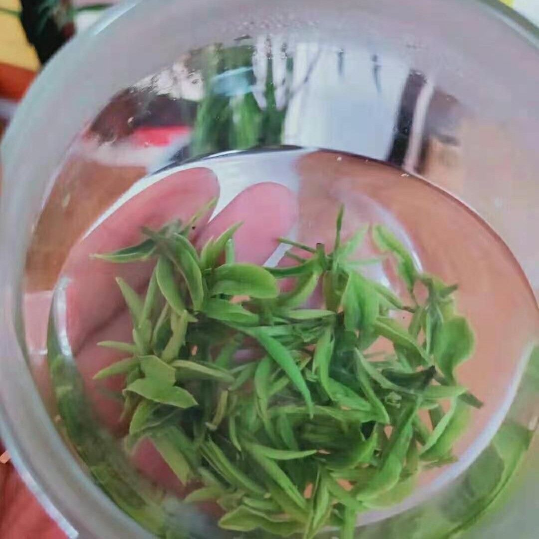 厚梅手把茶[明前初展朱堂茶全手工]➕正宗老旱茶信阳毛尖