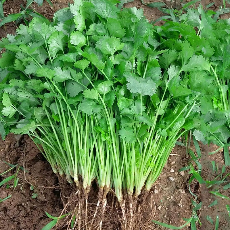 四季香菜种子大叶香菜种籽阳台种菜盆栽农家春庭院芫荽香菜蔬菜籽