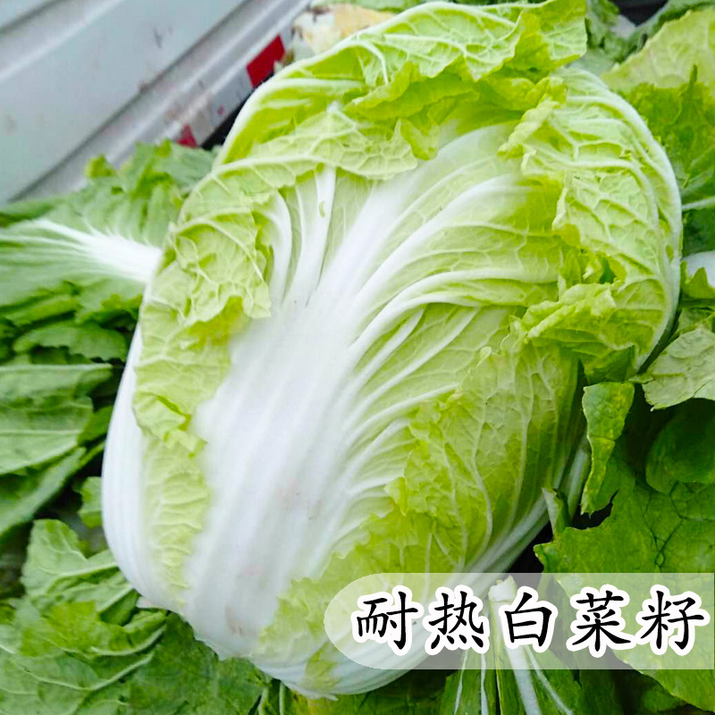 大白菜种子白菜籽蔬菜山东白菜种孑冬季四季秋大白菜种籽四季秋季