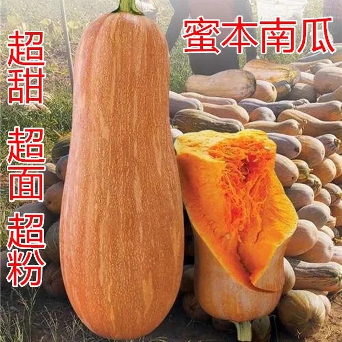 蜜本南瓜种子南瓜籽苗秧孑高产早熟超甜粉面香糯四季菜园蔬菜种子
