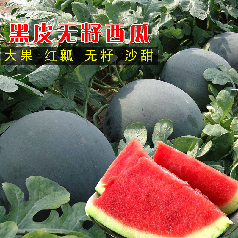 黑皮无籽西瓜种子超甜薄皮西瓜红瓤高产庭院水果种孑春夏四季蔬菜