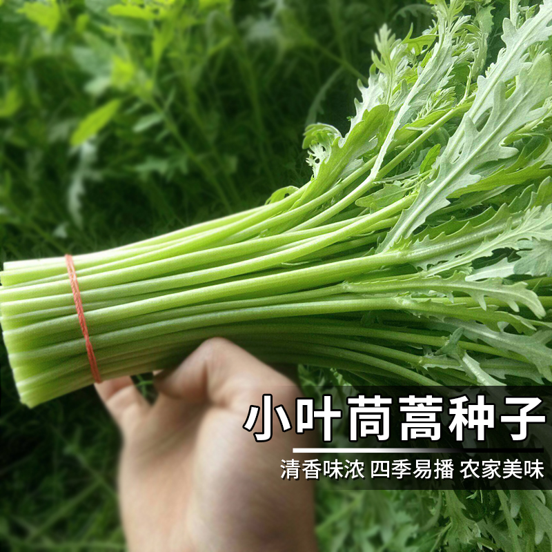 小叶茼蒿种籽大全秋季四季菜子茼蒿菜种籽菜籽高产秋冬季蔬菜种孑