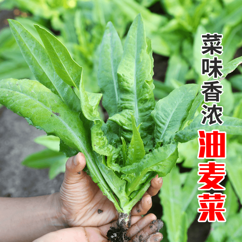油麦菜籽种子大全油麦菜种四季盆栽春秋冬季蔬菜种籽农家孔雀菜种