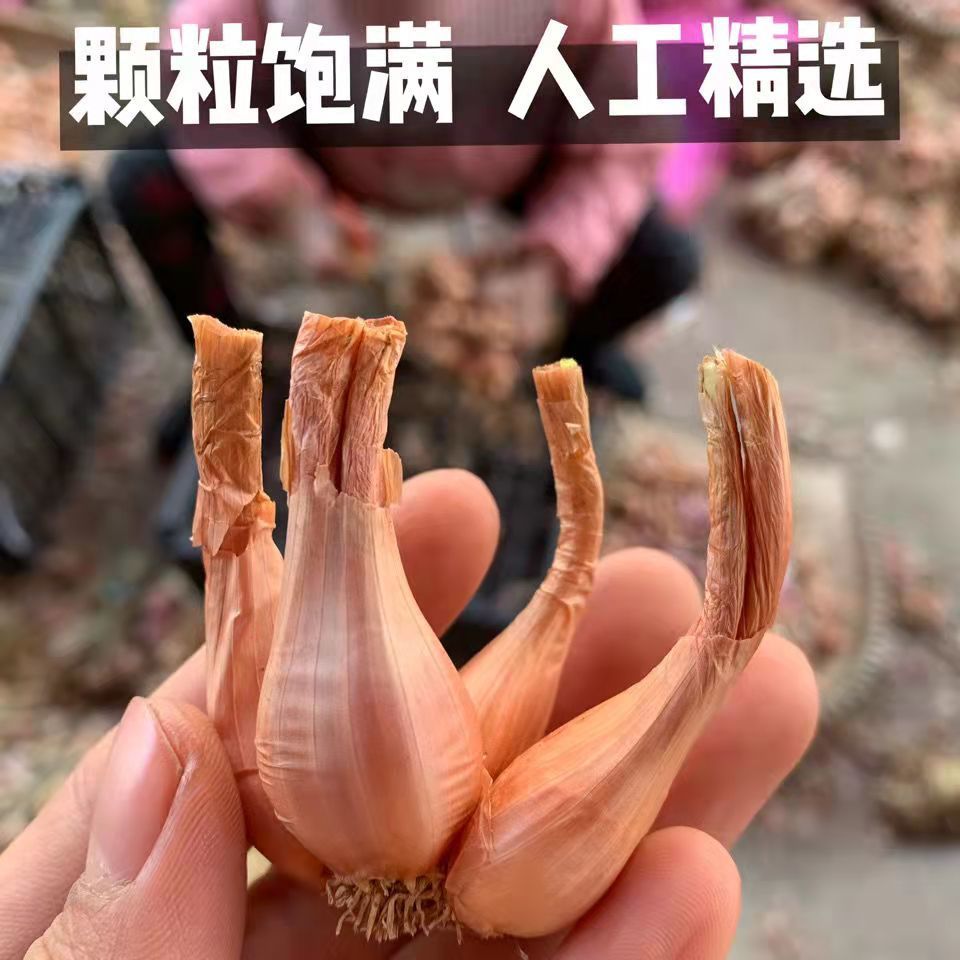 四季黄葱头种苗红葱头小香葱盆栽火葱苗阳台盆栽葱苗小葱子四季播