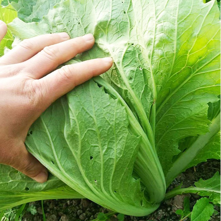 大叶芥菜种子酸菜种宽叶厚肉芥菜种籽秋季种植农家青菜籽蔬菜种孑