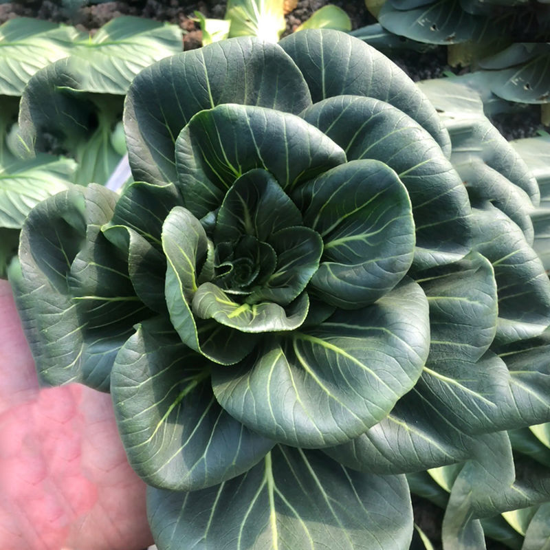 苏州青种子黑叶矮脚苏州青种籽油菜上海小青菜鸡毛菜种籽抗热耐寒