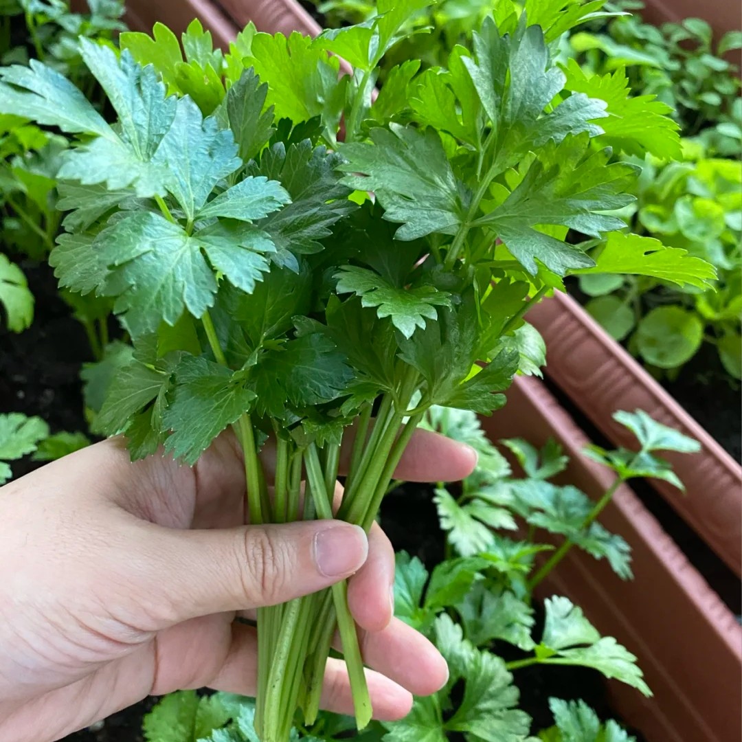 四季香菜种子/苗 大叶小叶芫荽阳台种菜食用夏季蔬菜盆栽种籽孑