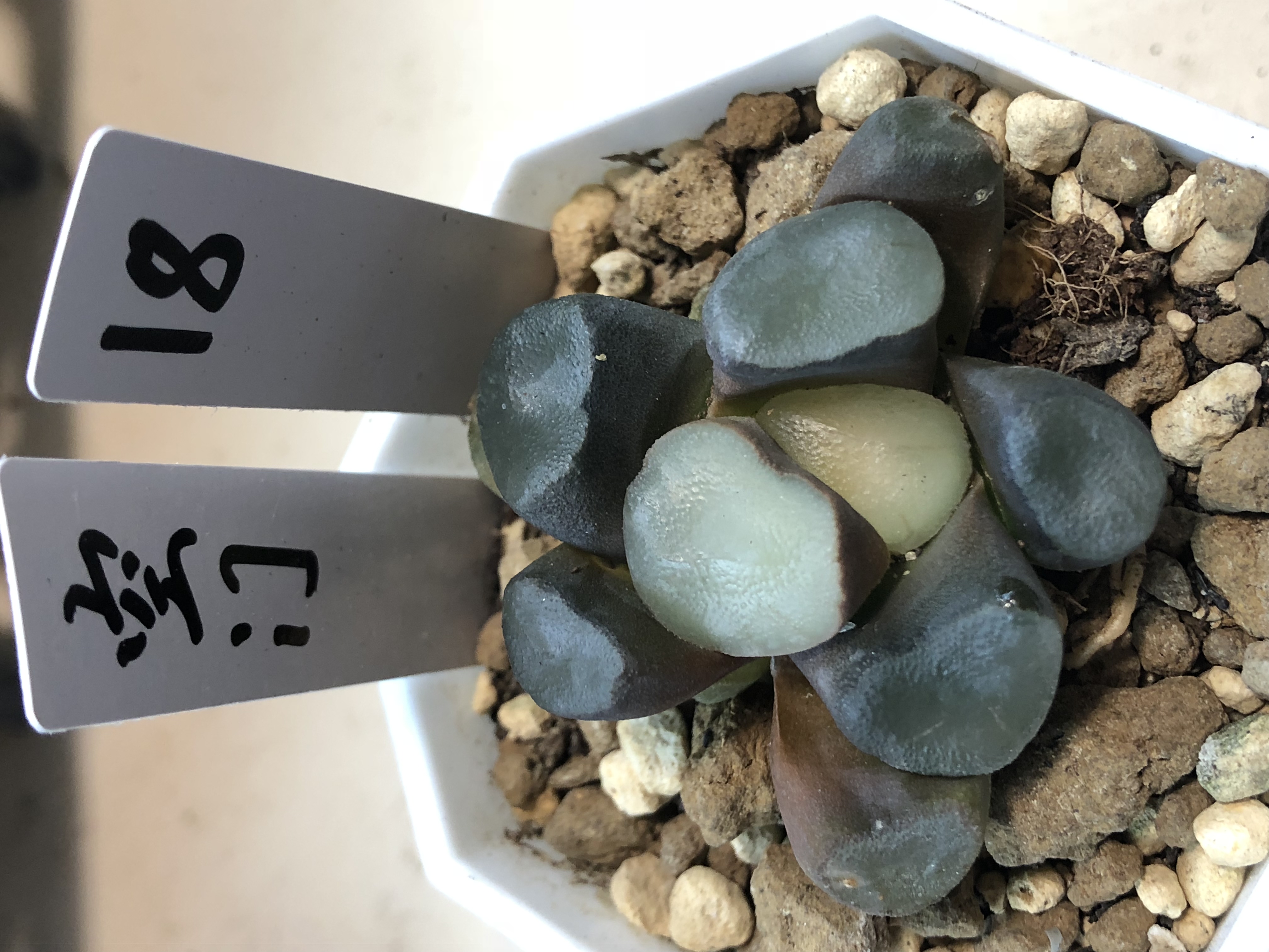 空门万象（满18包邮）小黑方盆择优带盆发货四公分十二卷多肉植物