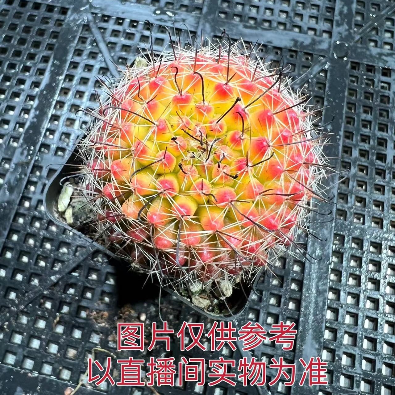 （满18元包邮）小号单头红娜丸仙人球4cm左右 裸根发货