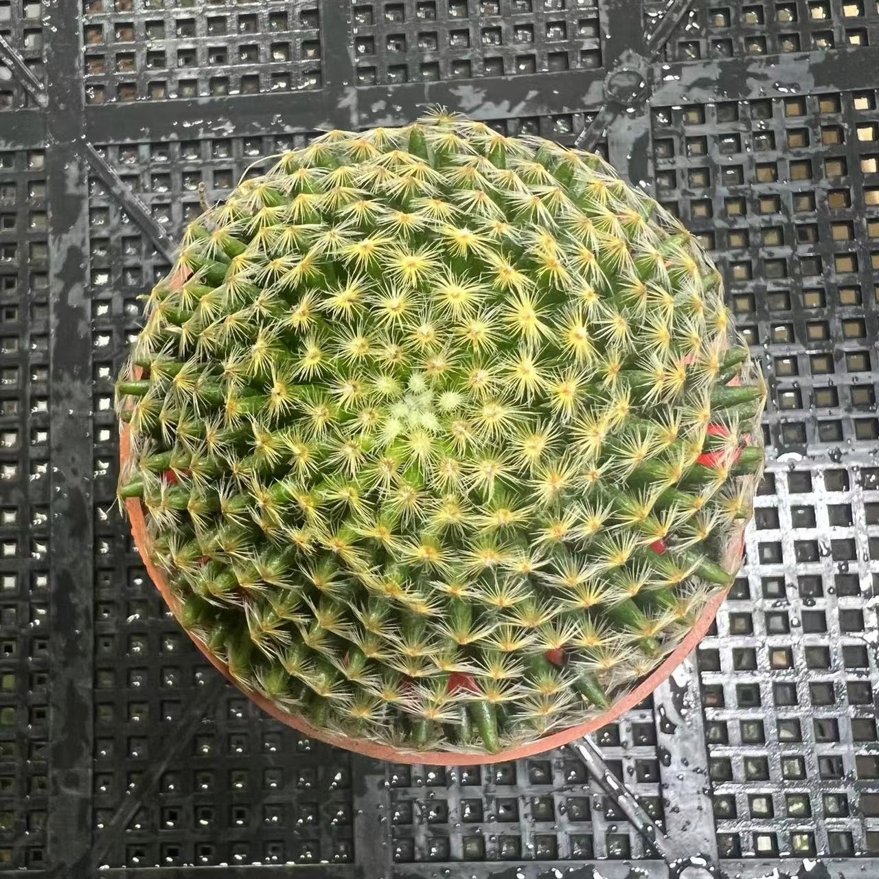 （满18元包邮）中号明星仙人球6-7cm 花色随机裸根发货  球体偏软