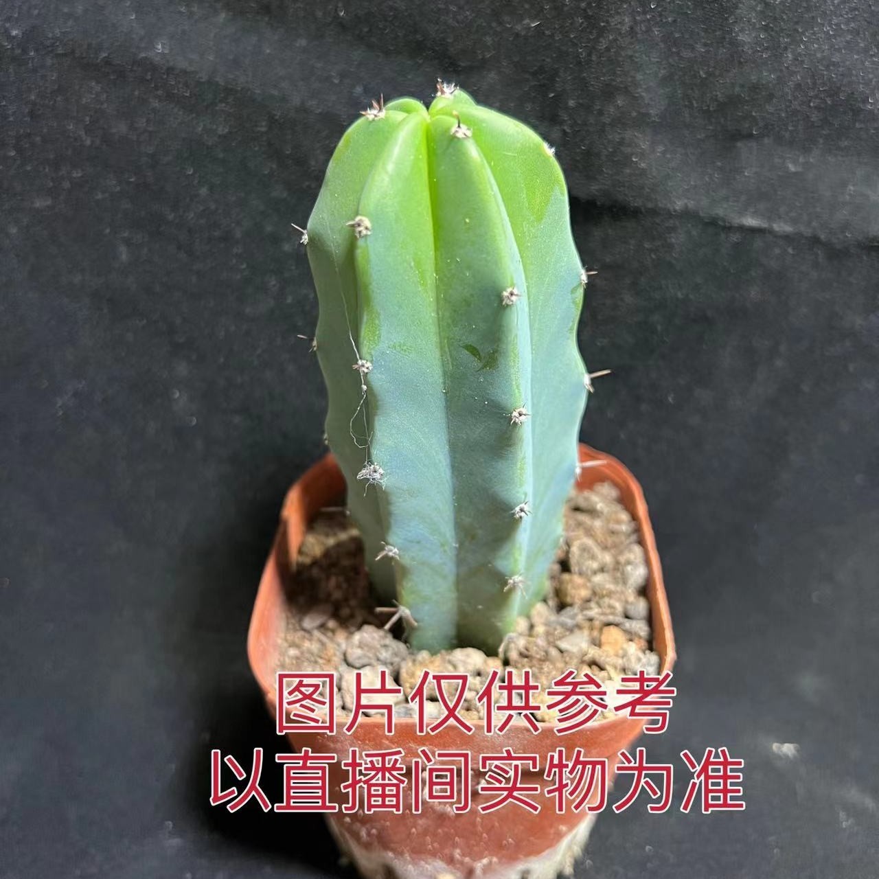 （满18元包邮）特小号龙神木仙人柱 高度5-10cm裸根发货