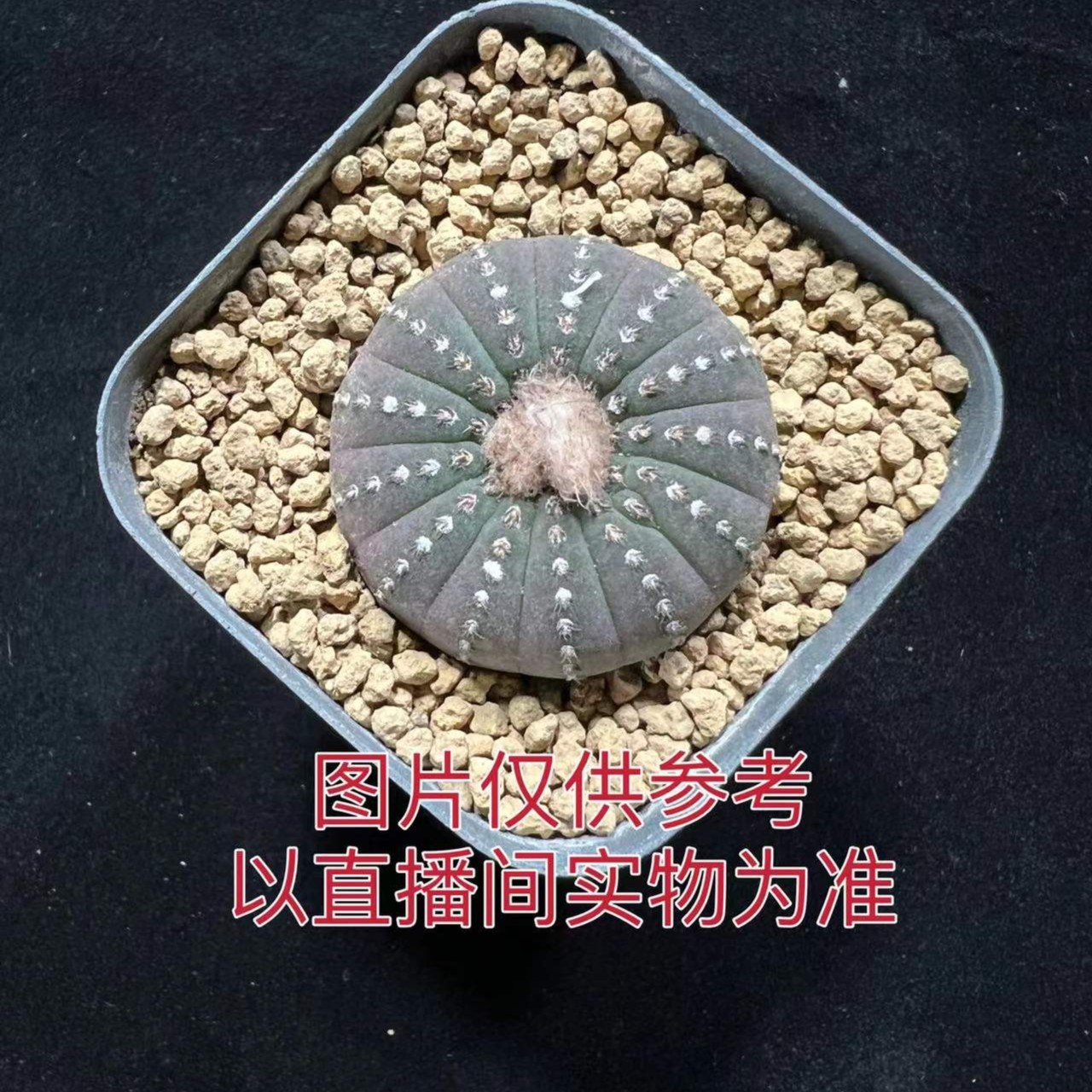 特小号大型士童仙人球2-3cm左右 （满18包邮）