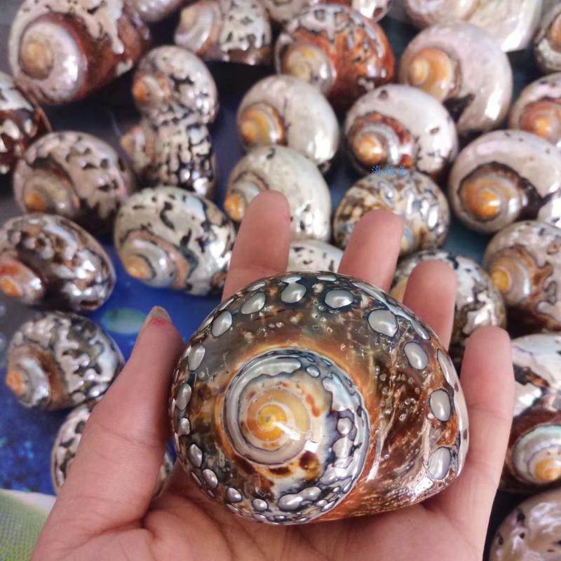 包邮天然贝壳海螺南非蝾螺鱼缸摆件寄居蟹替换壳水族造景标本收藏