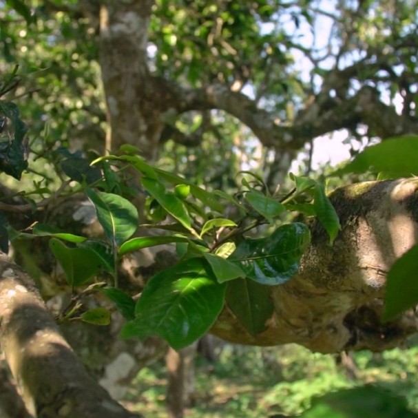 冰岛糯伍  2025年头春头采 古树挑采