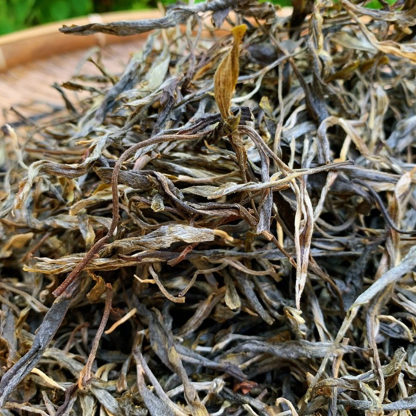 昔归2025头春古树散茶