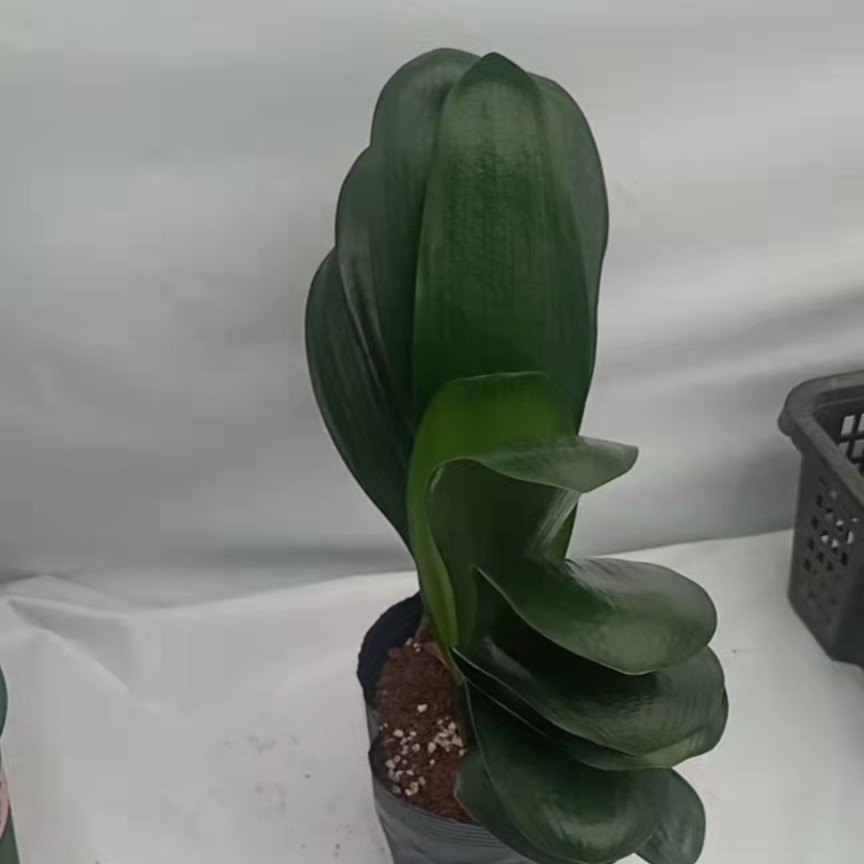 室内大杯立板元宝君子兰