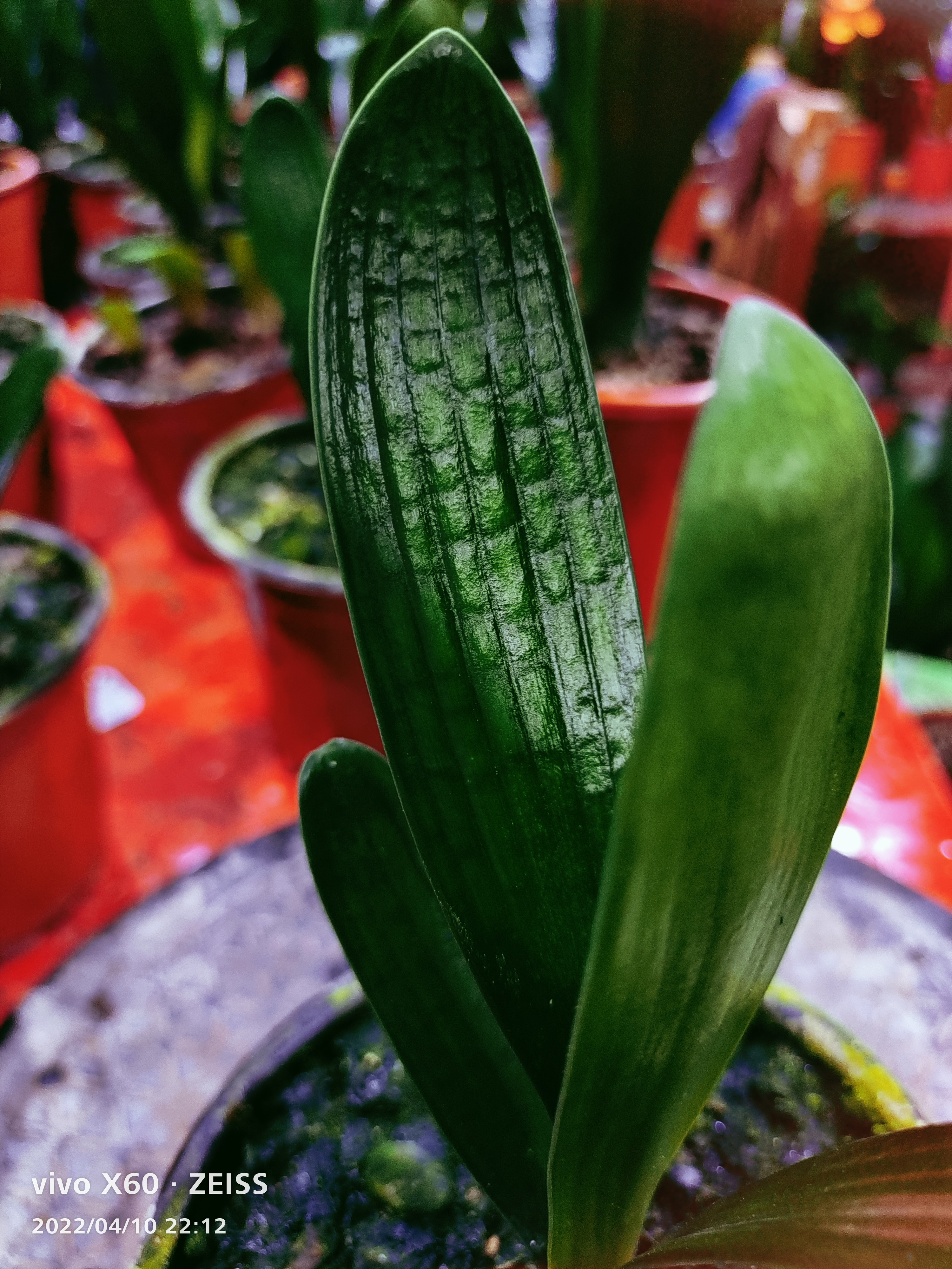 冯二油匠母本王发粉苗一年生板厚油亮坑粒纹精品苗