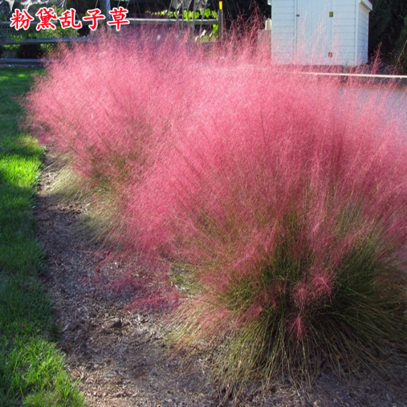 粉黛乱子草种子多年生观赏网红草籽种子庭院室外花卉四季种花种籽