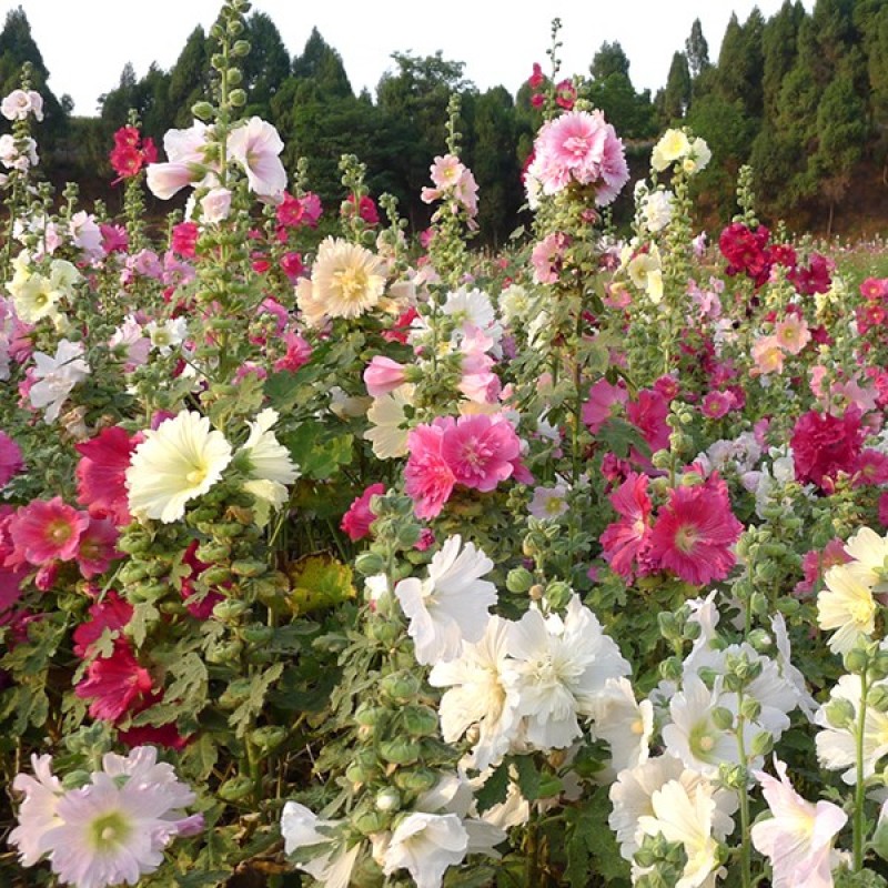 重瓣蜀葵花种子四季开花易种活一丈红花籽多年生宿根庭院花种籽子