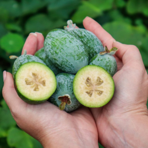 云苗库菲油果2加仑容器清地苗，树形一般或较差高手专属
