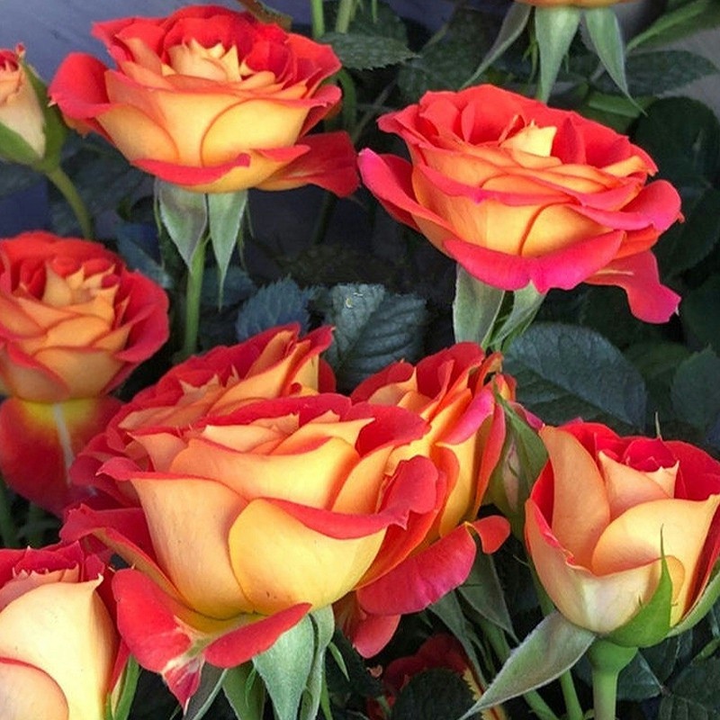 【双鱼座】灌木月季 多头丰花勤花多季开阳台庭院植物灌木玫瑰