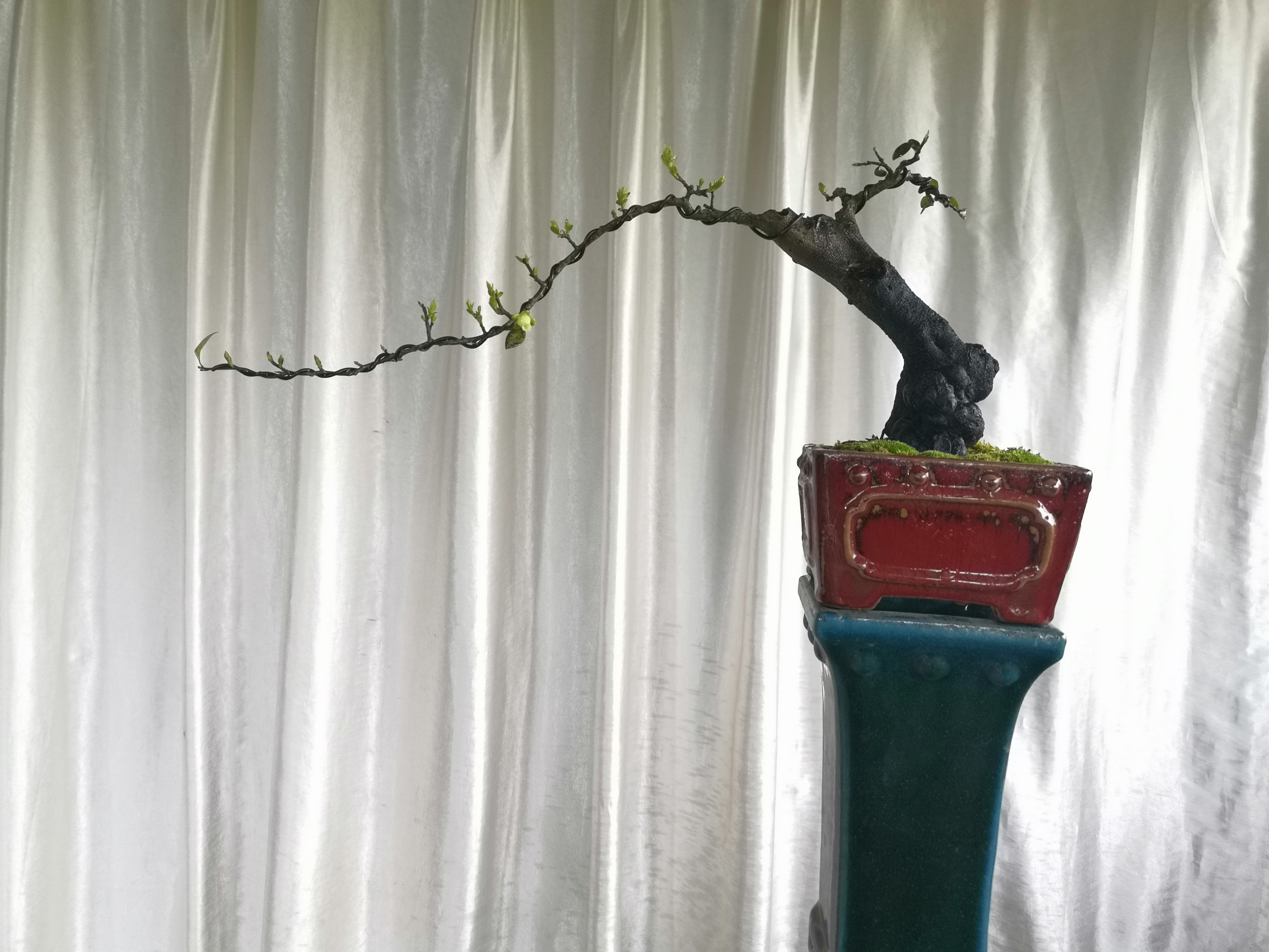 小林盆景灌木灌木金弹子