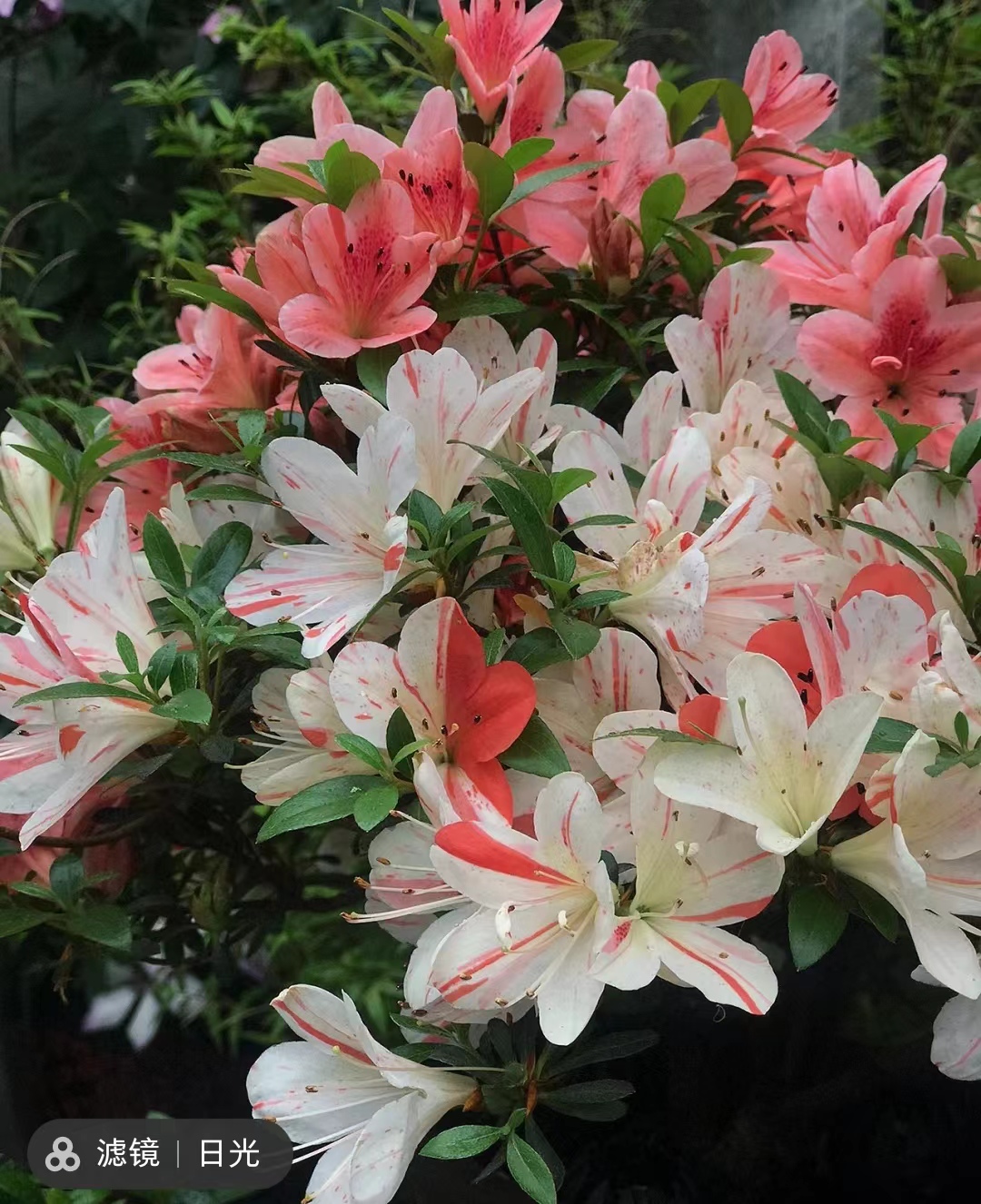 山东精品 皋月杜鹃