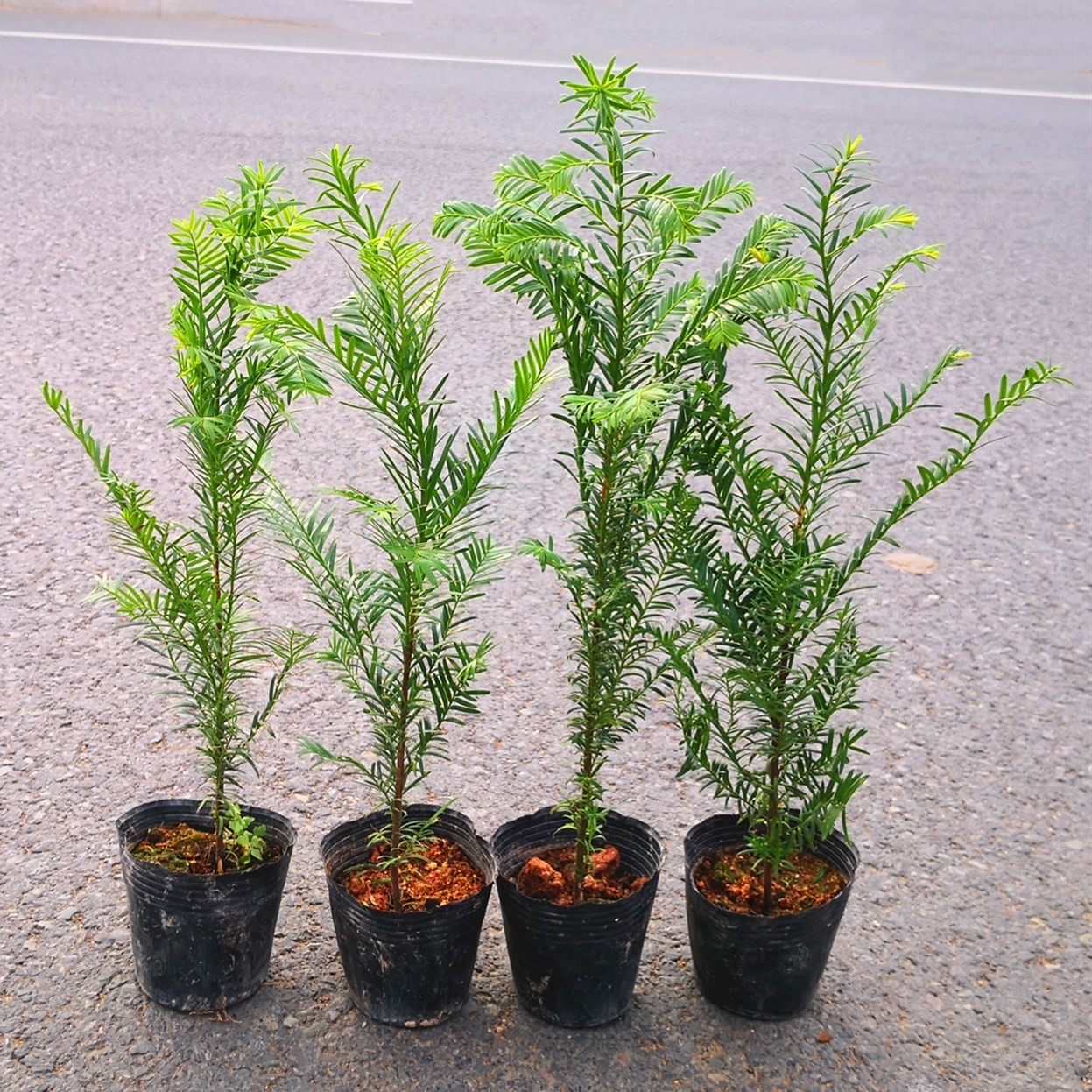 红豆杉树苗南方红豆杉苗四季长青植物大型庭院植物