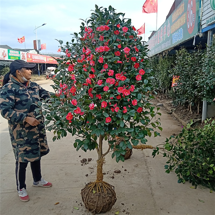 庭院耐寒山茶花冬季四季常青花卉耐冬茶花苗耐寒植物茶花树苗