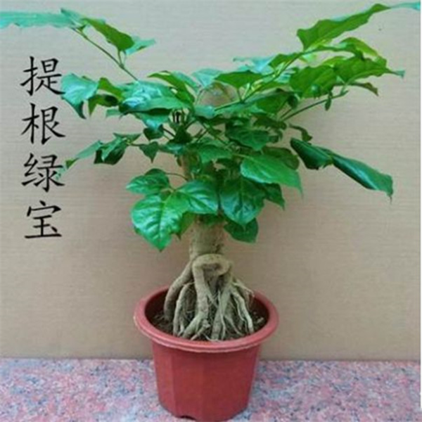 提根绿宝幸福树盆栽盆景花卉室内绿植 四季常青净化空气怪根造型