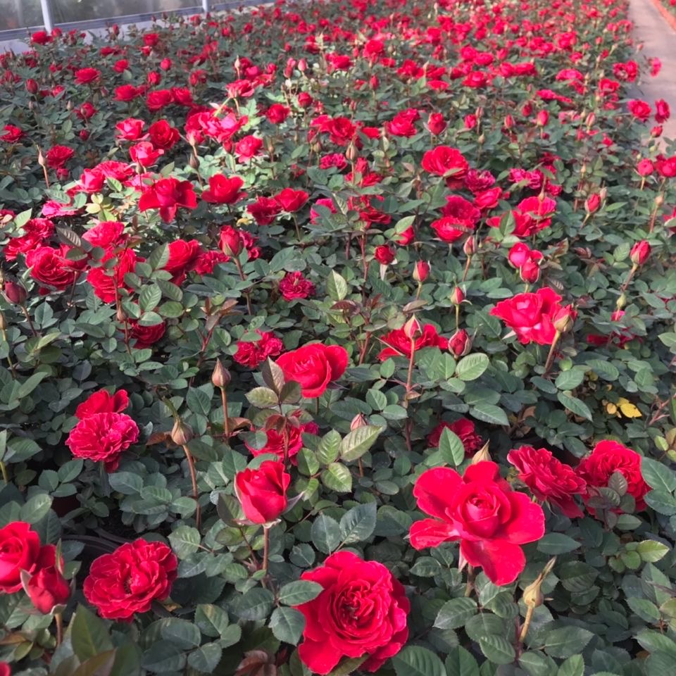 福利一物一拍无售后月季公屏扣收件人号码后四位下单备注品种造景