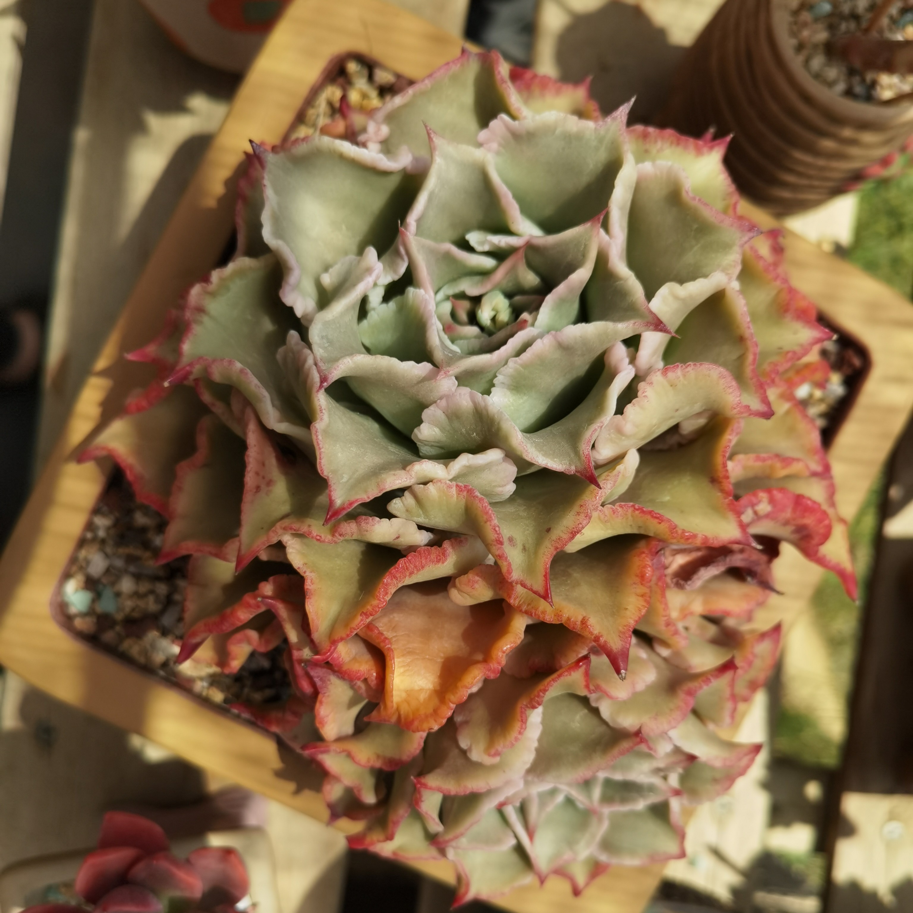 绿缘多肉1号链接