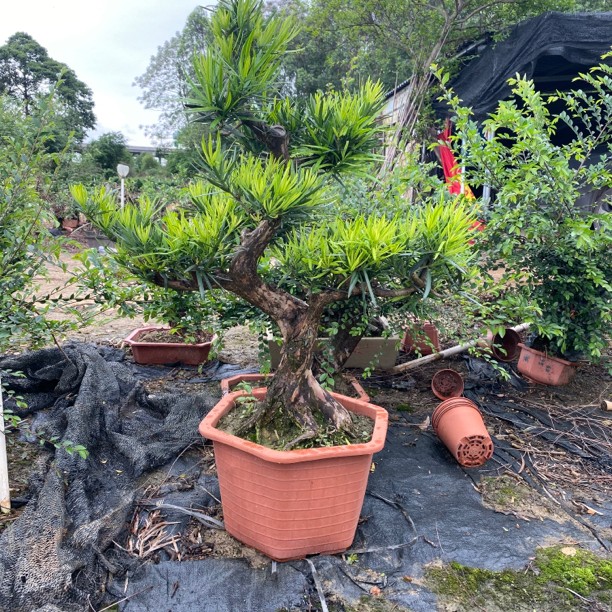 精品盆栽盆景罗汉松一物一拍植物
