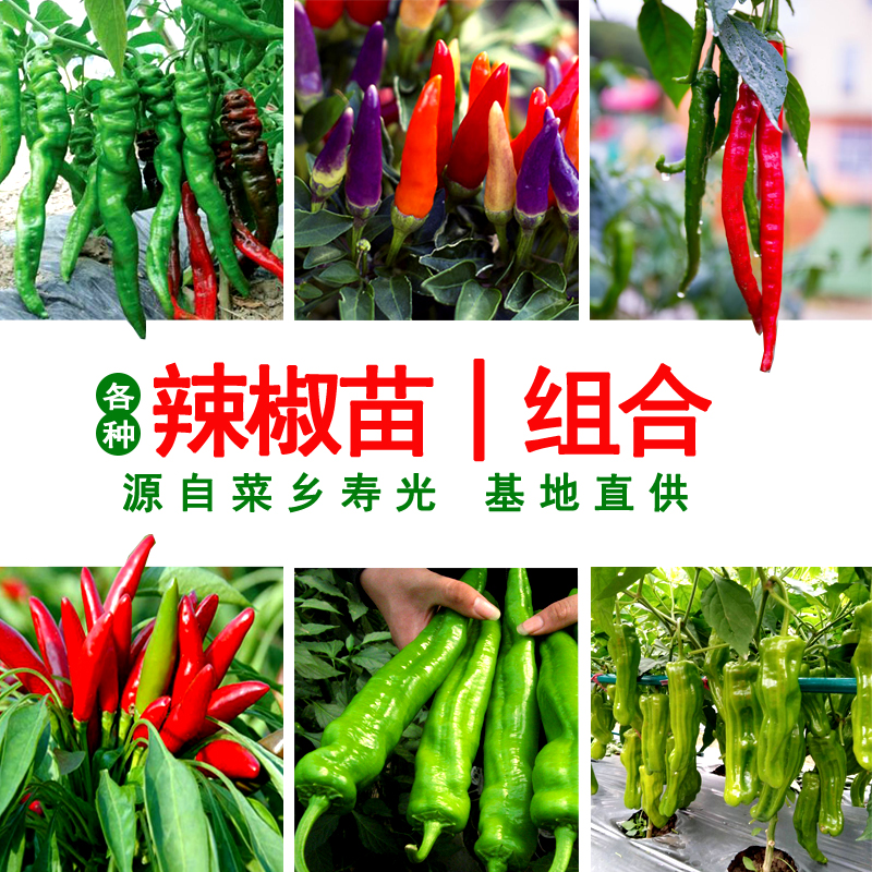 辣椒苗螺丝椒苗线椒苗杭椒苗尖椒蔬菜种苗寿光蔬菜苗盆栽四季菜园