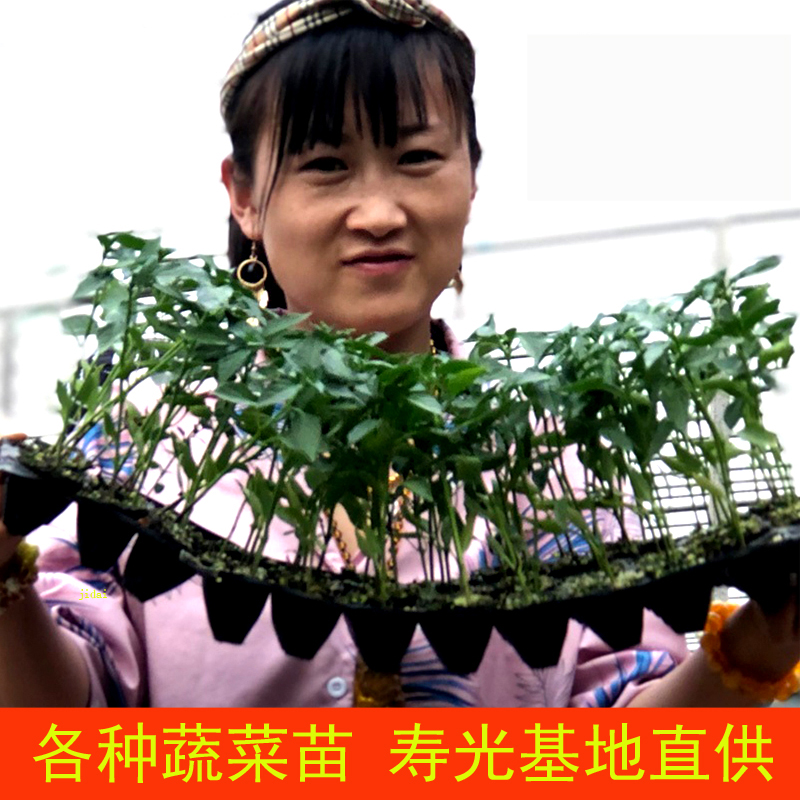 蔬菜苗寿光蔬菜种苗番茄辣椒茄子黄瓜菜园蔬菜苗各种各样的蔬菜