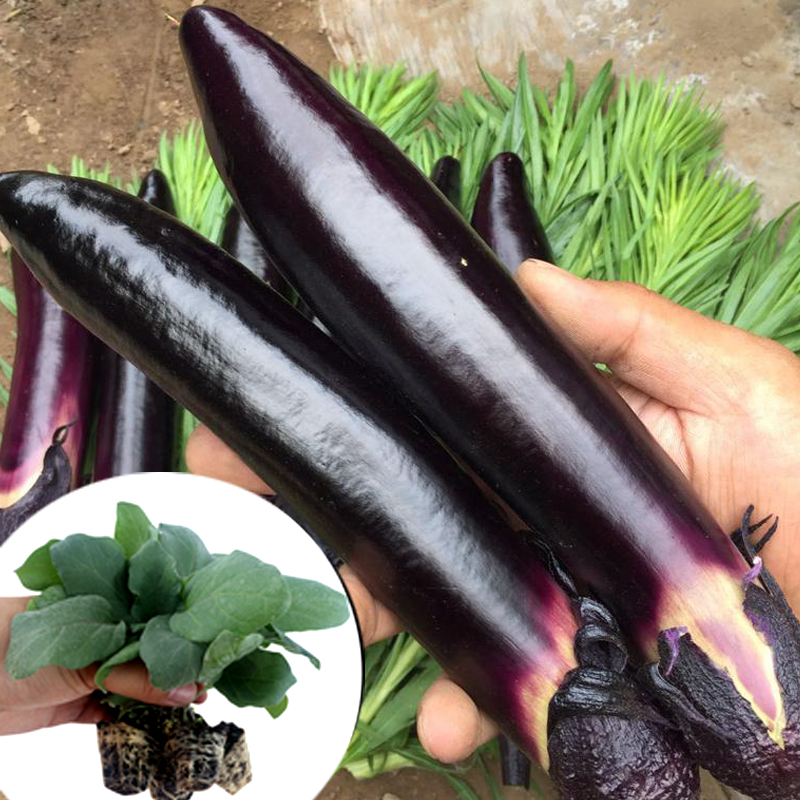 嫁接长茄苗 高产寿光蔬菜苗菜苗菜园盆栽圆茄线茄绿长茄蔬菜苗