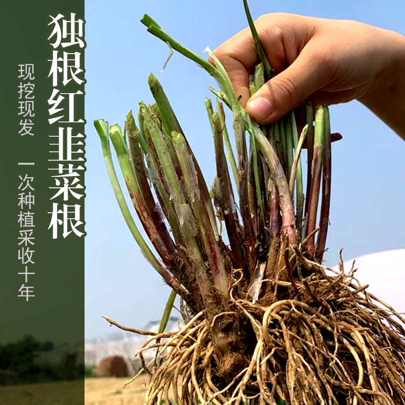 韭菜根当年新根盆栽四季粗跟红根韭菜韭菜孑寿光蔬菜菜园庭院阳台