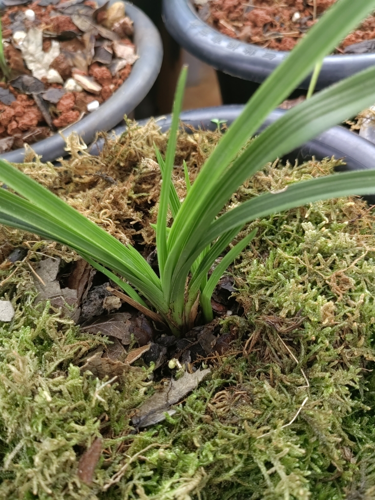 盘州市春慧兰苑兰花种植，春兰，慧兰，兔儿兰，兜兰，墨兰，