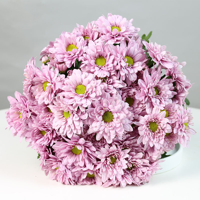 天堂鸟 | 小雏菊鲜花云南直发 新鲜小菊花纽扣菊家用水养鲜切花材