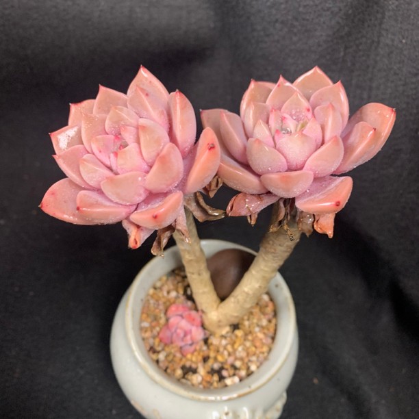 昀悦精品多肉植物一物一拍链接 截图拍对应价格